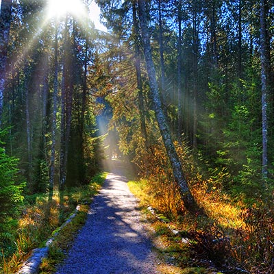 Willkommen im Schwarzwald